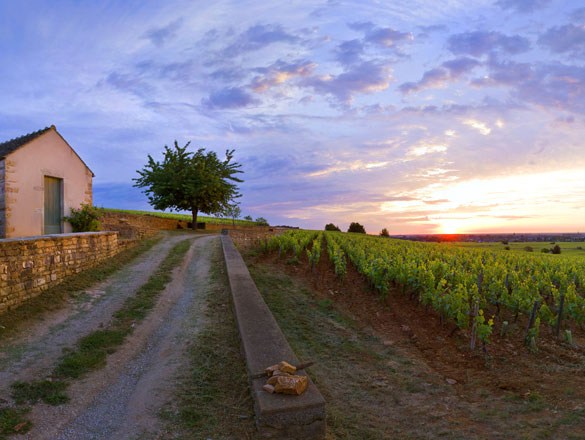 Bourgogne Appellation Beaune