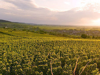 Appellation Meursault