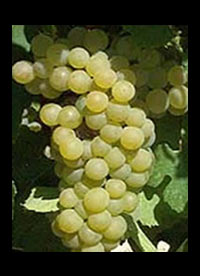 South African Chardonnay