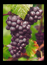 South African Pinotage